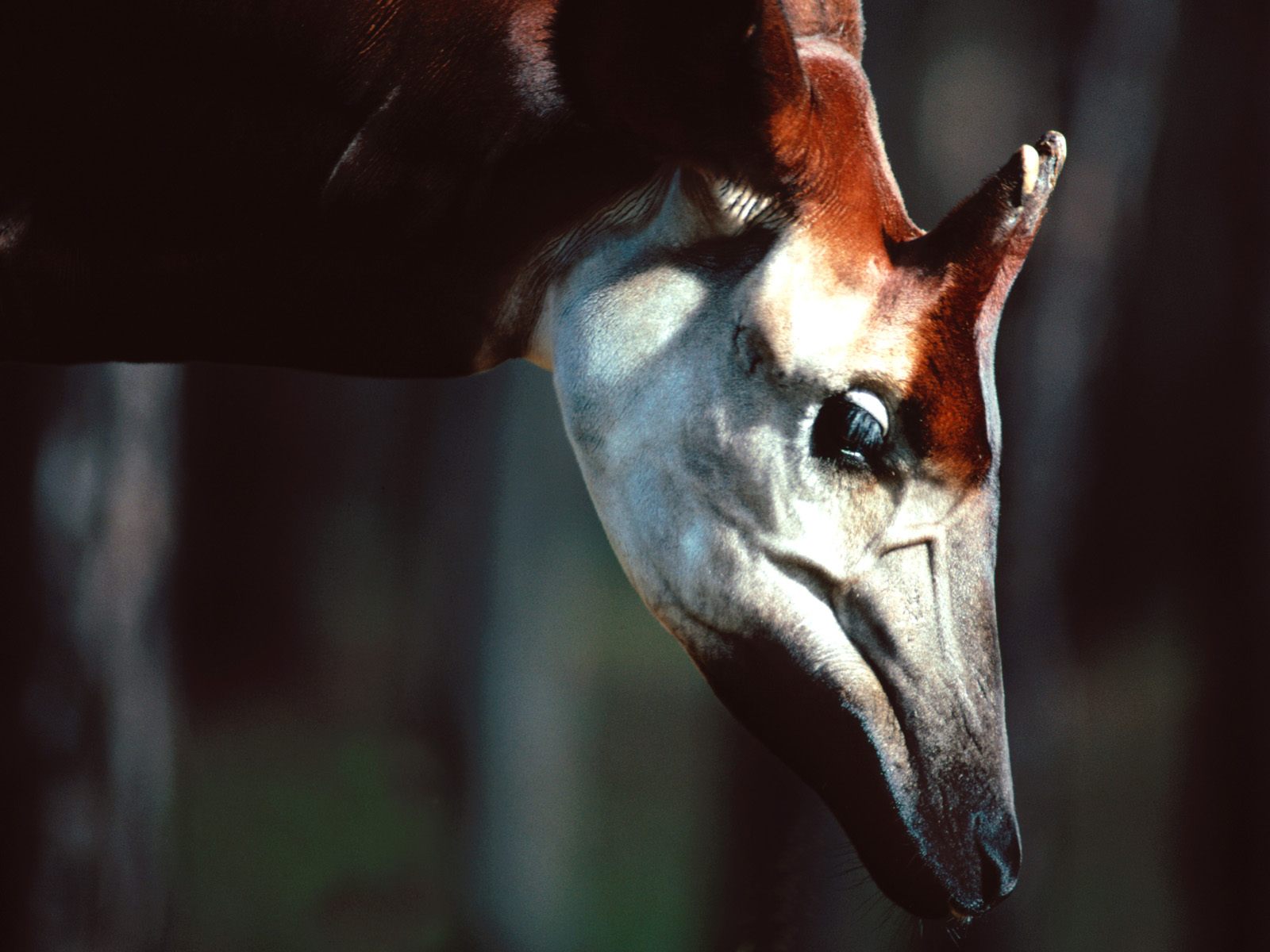 Okapi Male.jpg