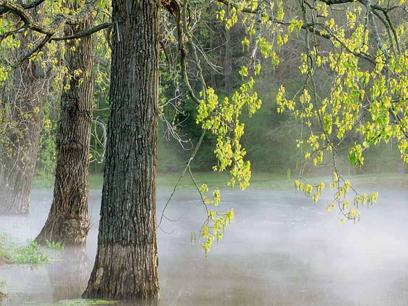 Morning Fog, Percy Warner Park, Tennessee.jpg