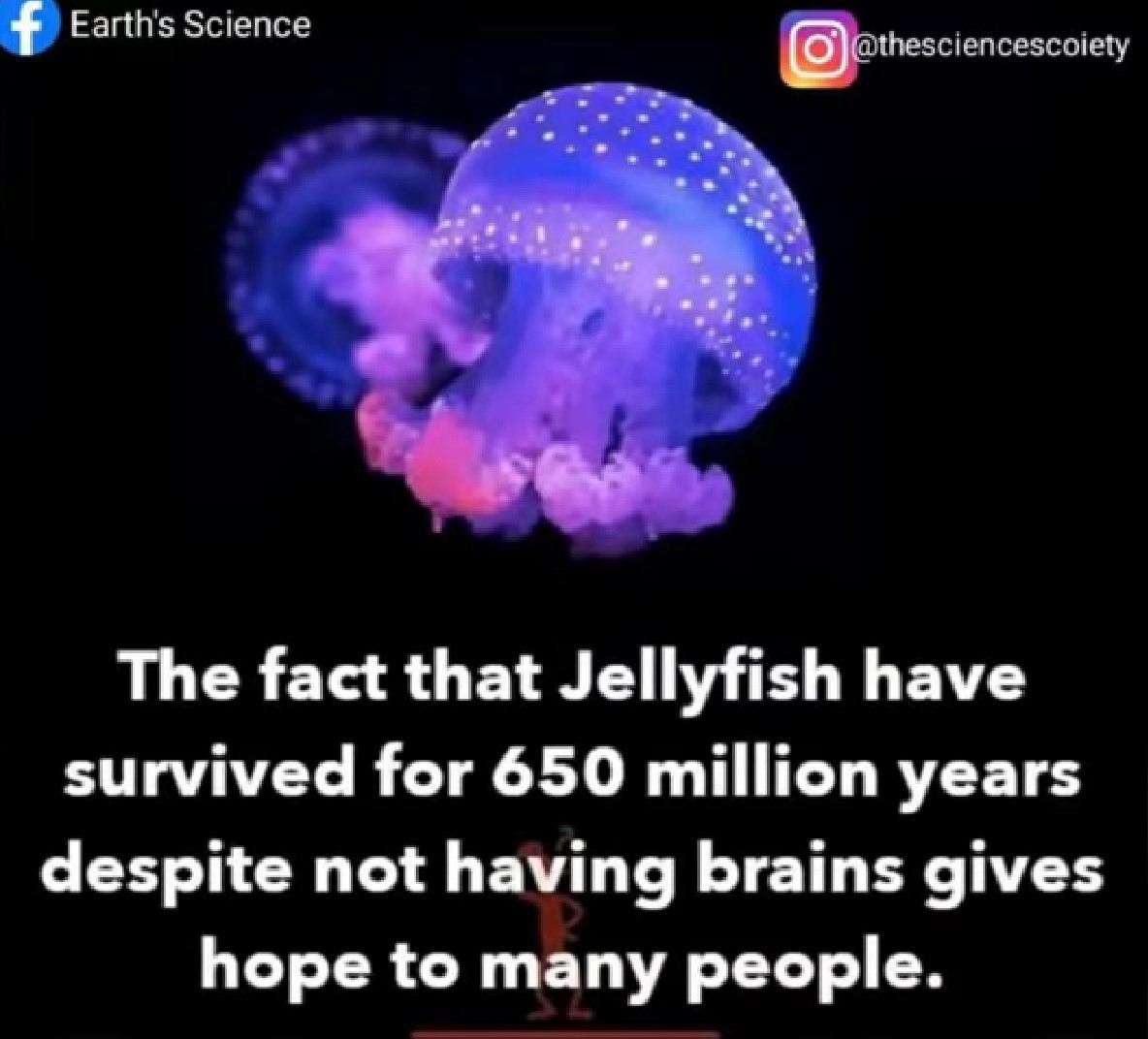 jellyfish.jpg