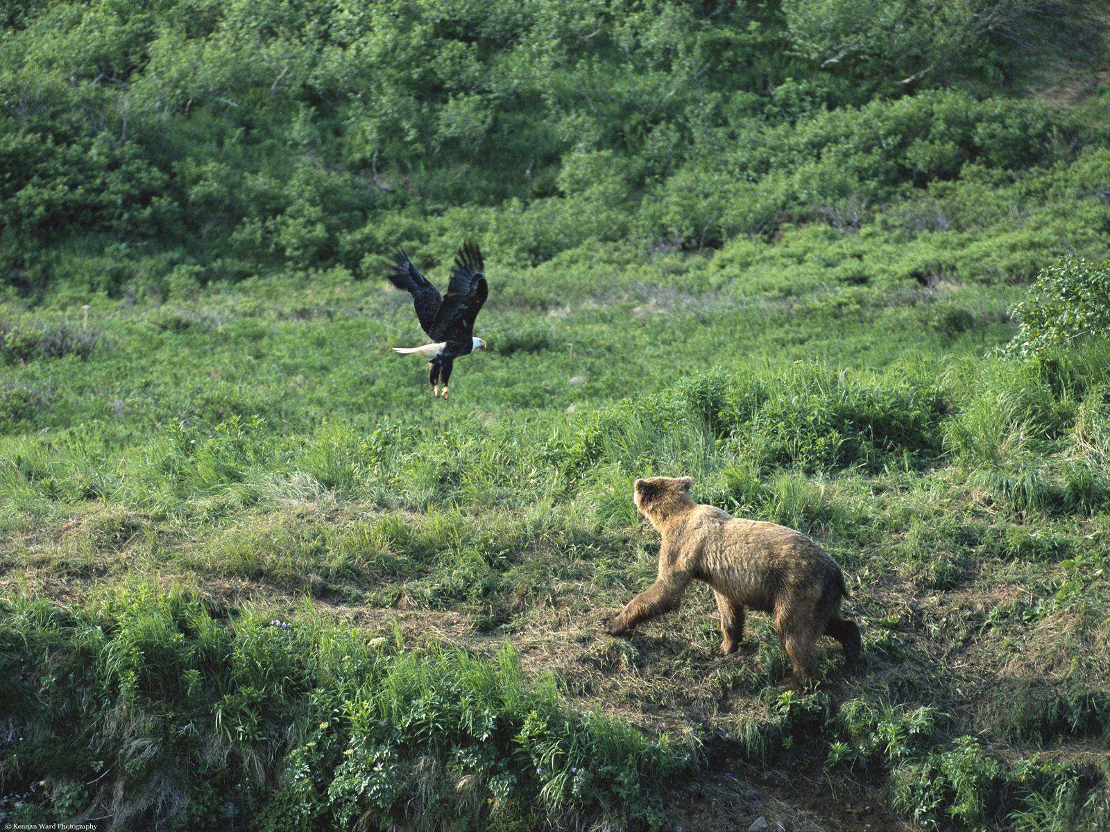 Brown Bear and Bald Eagle, Alaska.jpg