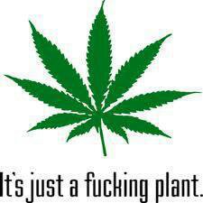 justafuckingplant.jpg
