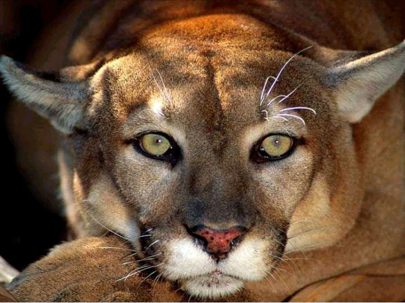 Puma.jpg