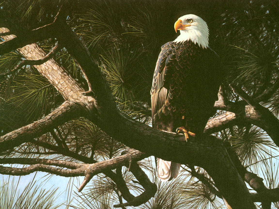 Majesty in the Pines2.jpg