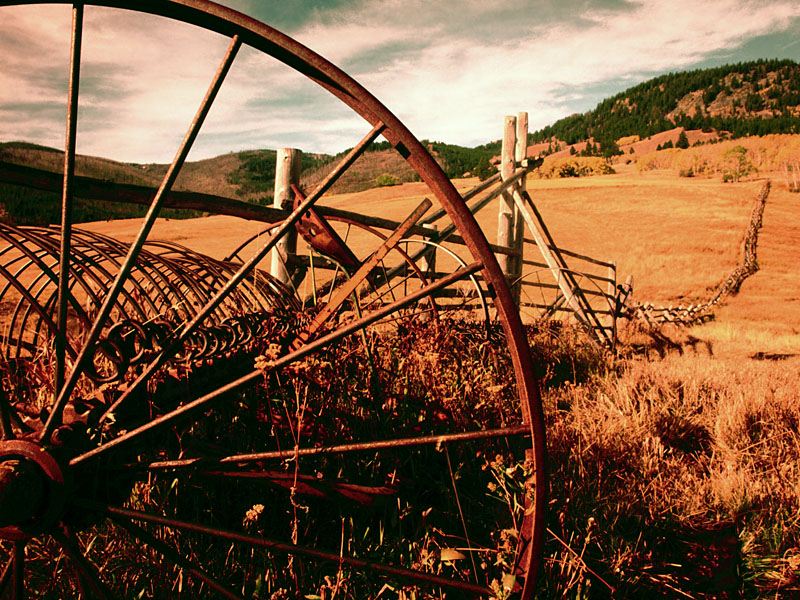 The Fields of Gold.jpg