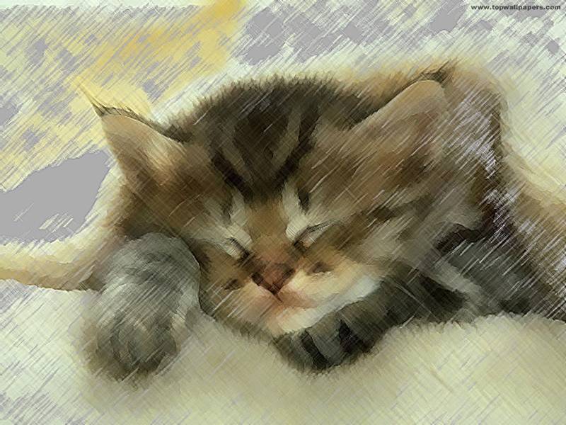 06kitty_800x600.jpg