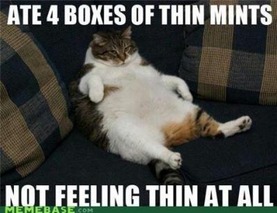 fat cat.jpg
