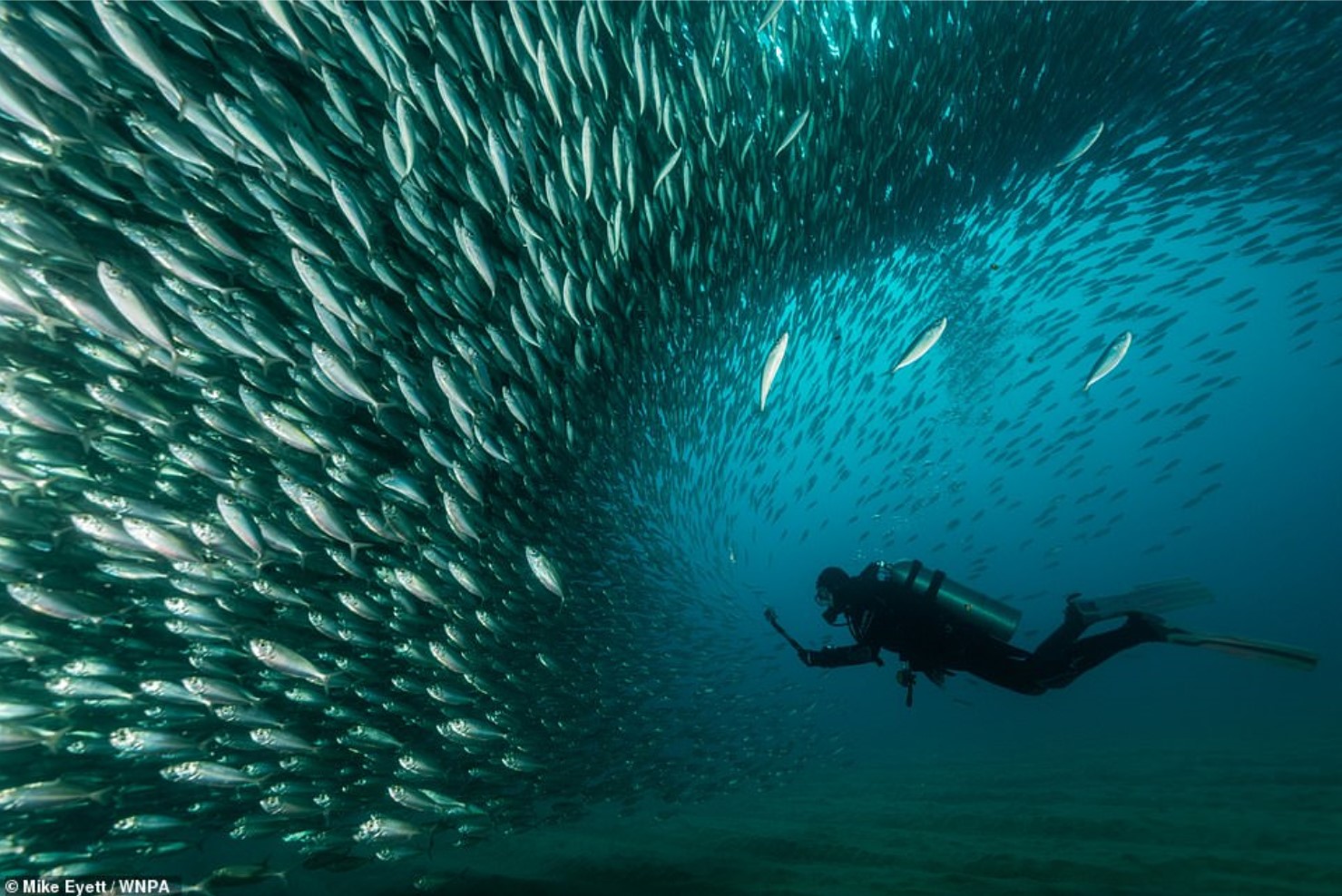 fish school.jpg