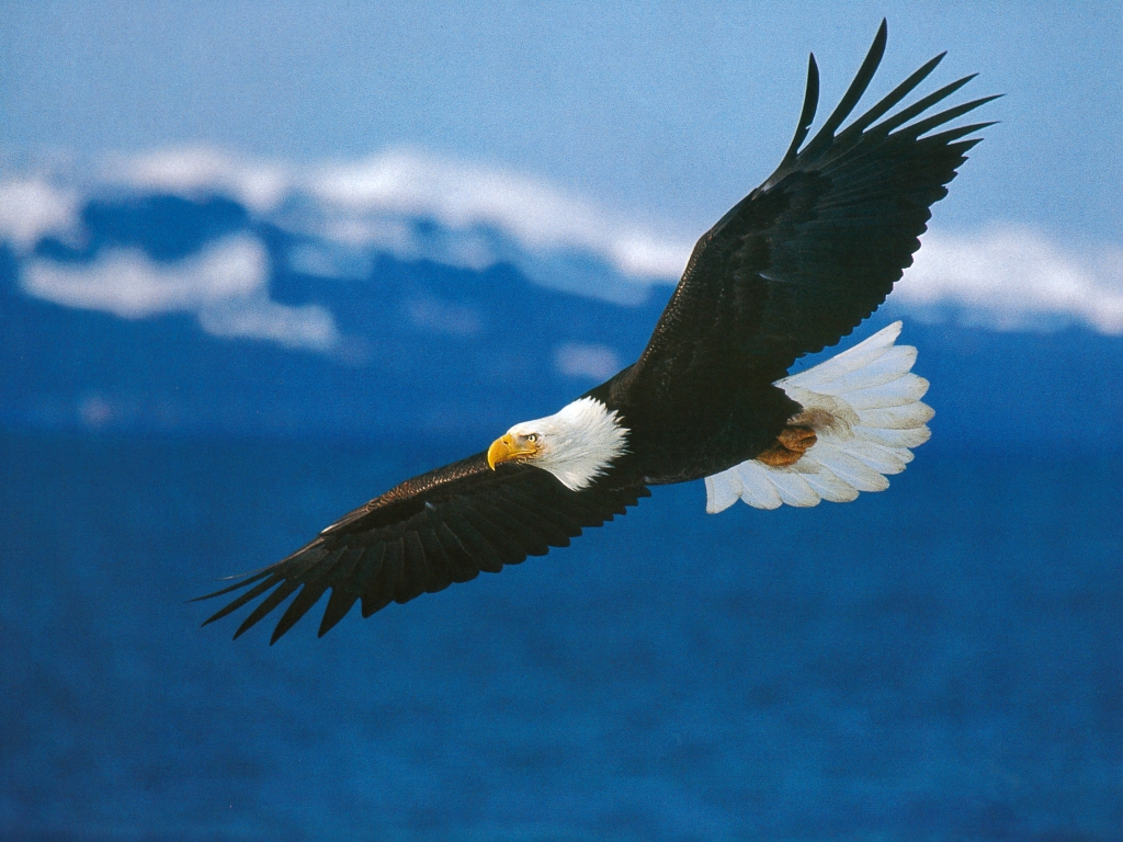 Home Of The Brave.jpg