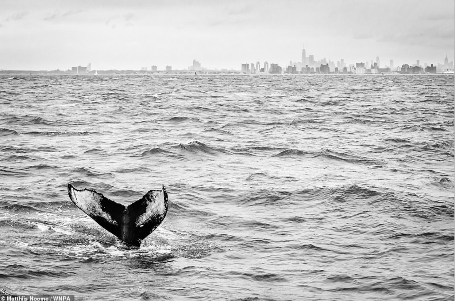 lone whale.jpg
