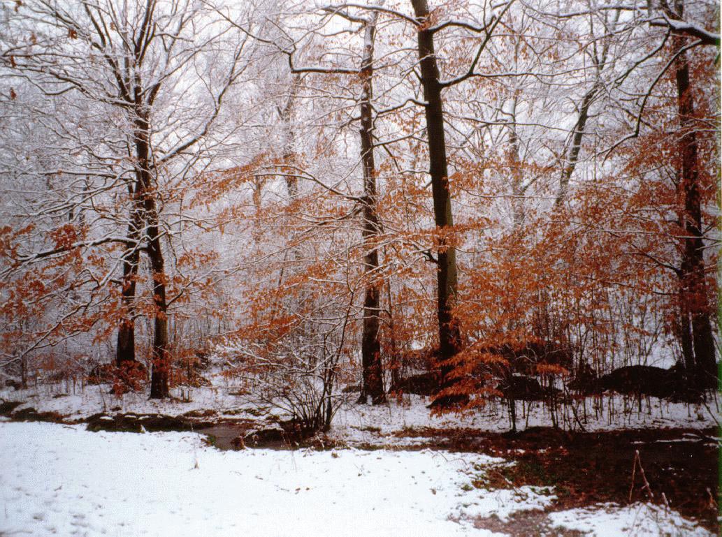 winter63.jpg