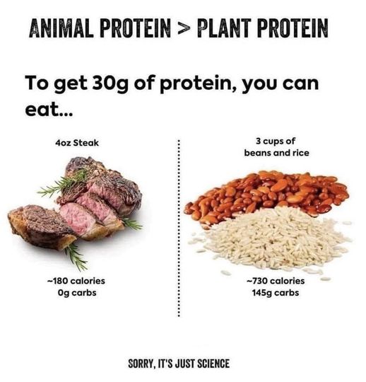 animal bs plant protein.jpg