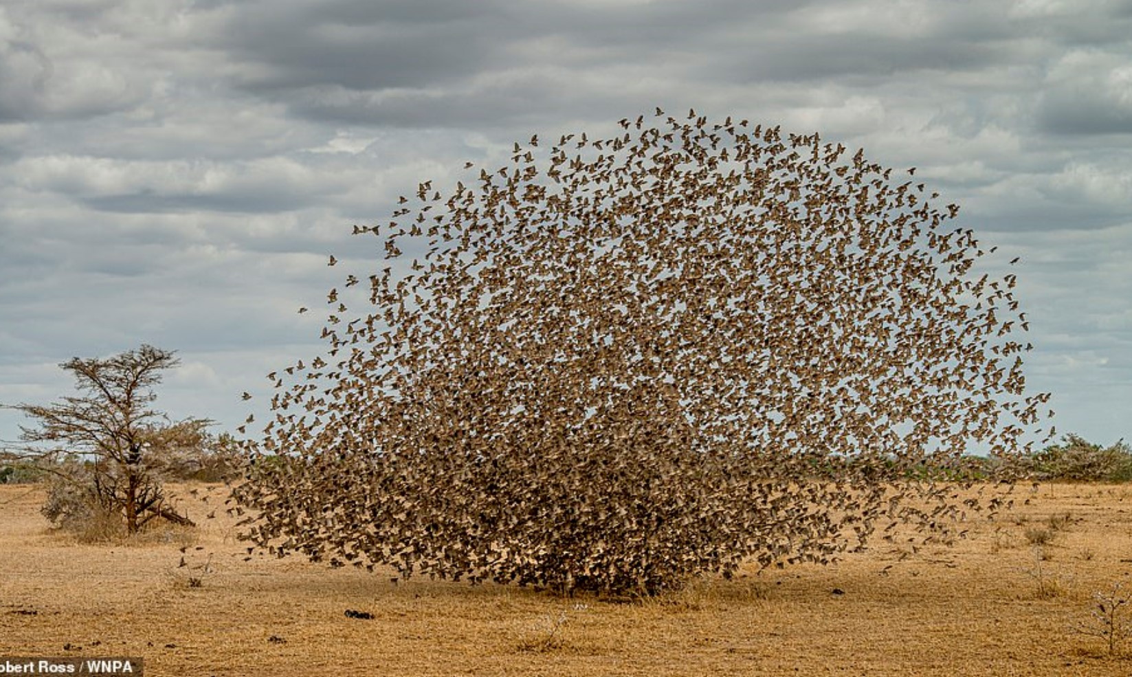 The Birds.jpg