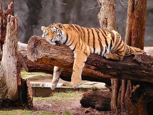Resting.JPG