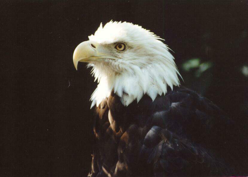 Bald Eagle 1.jpg