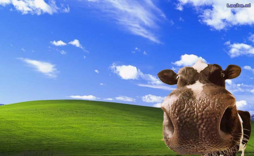 XP_Cow.jpg