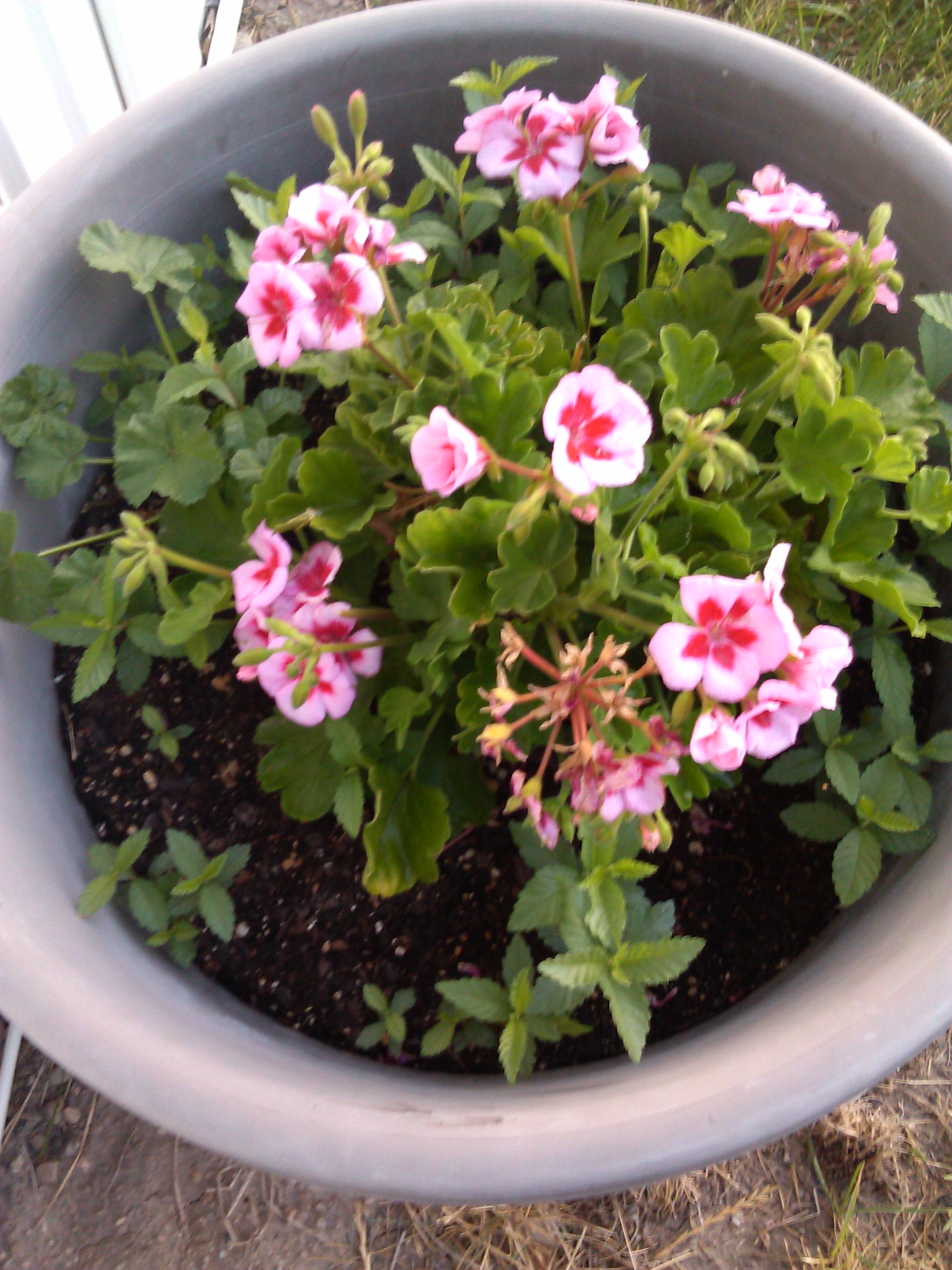 IMG_20130705_061042.jpg