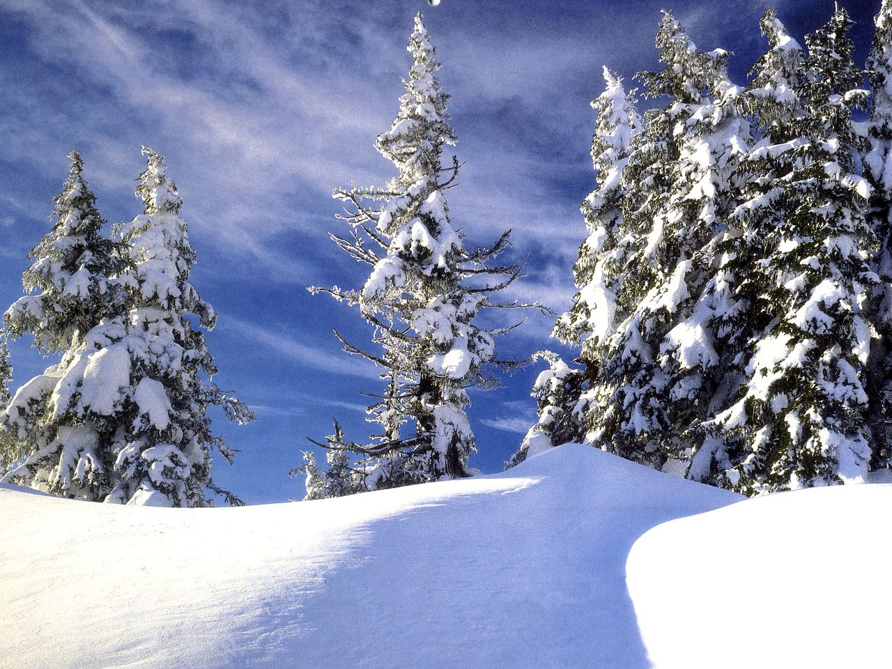Snowy Pines.jpg