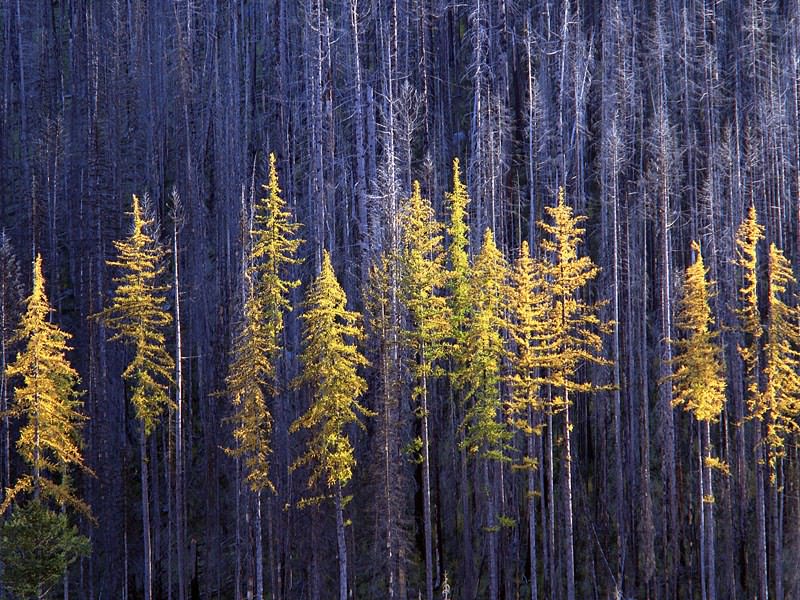 Autumn Larch Trees, Colville National Forest, Washington.jpg