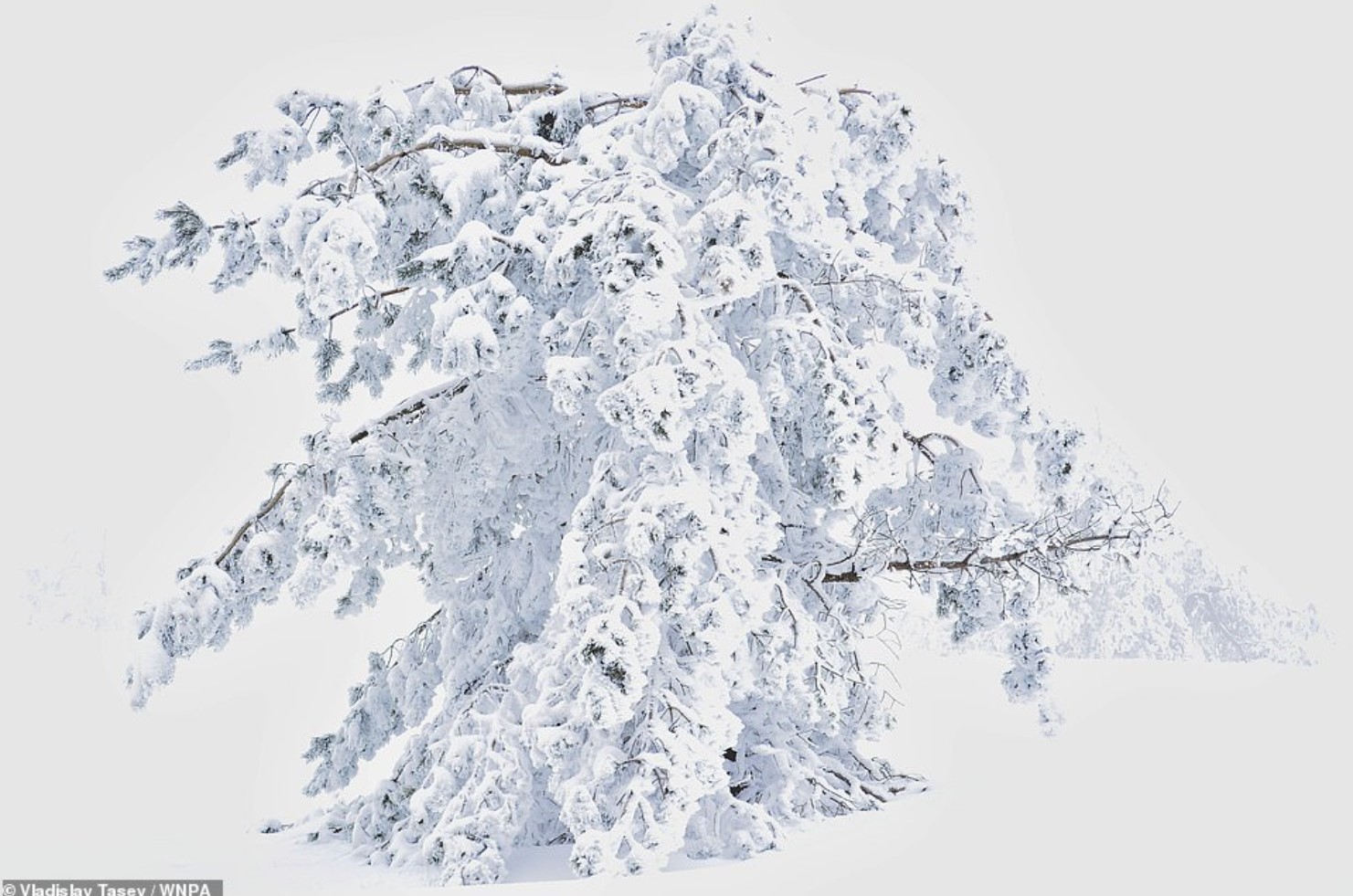 winter tree.jpg