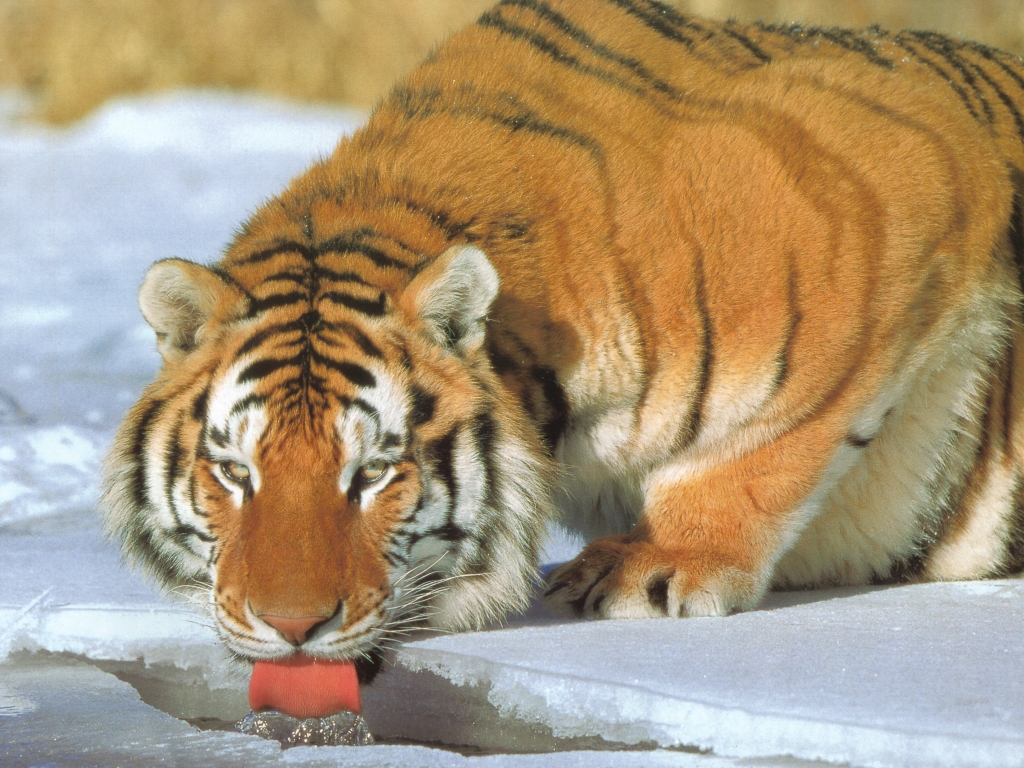 Siberian Tiger.jpg