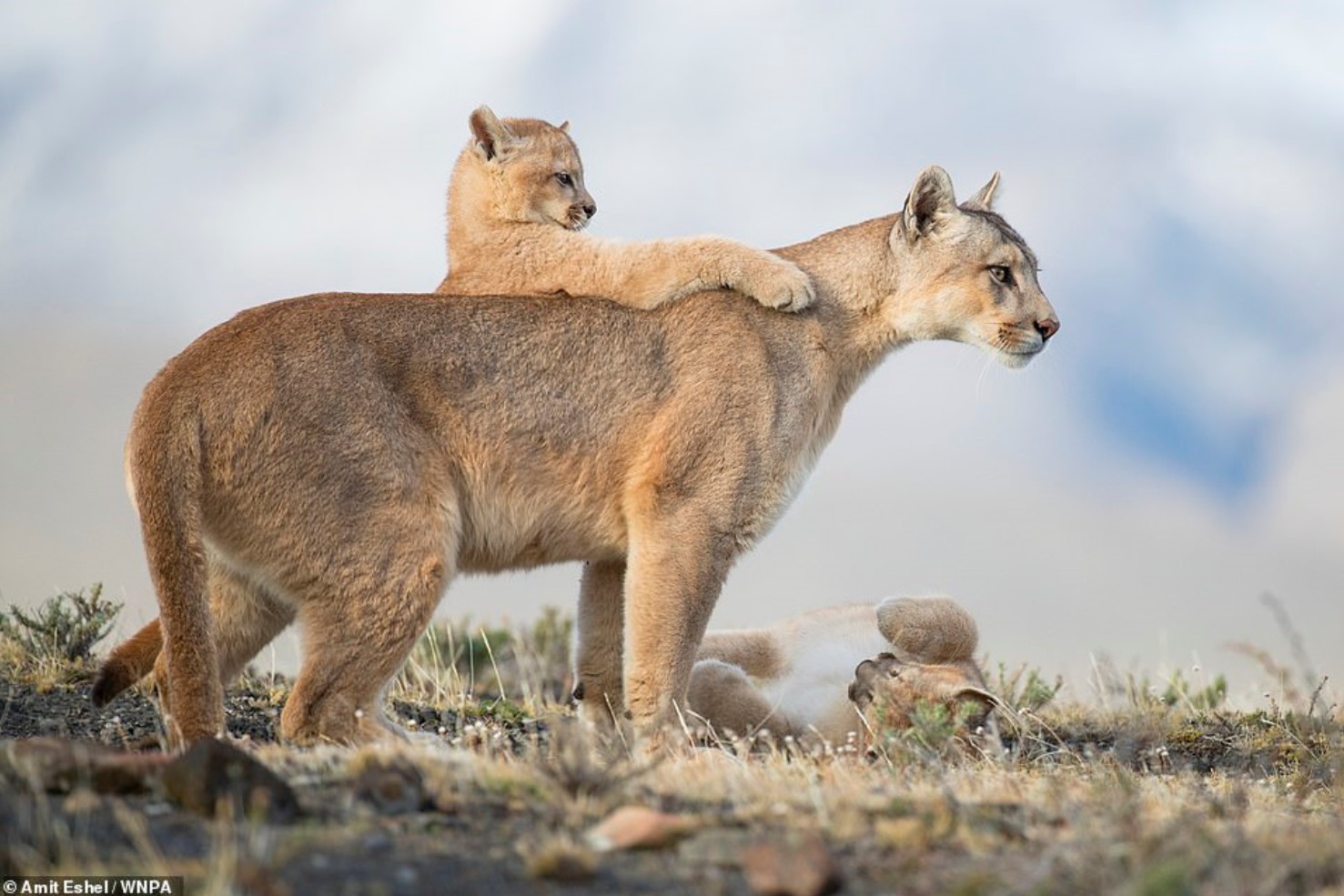 big cats.jpg