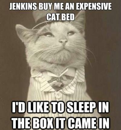 cat bed.jpg
