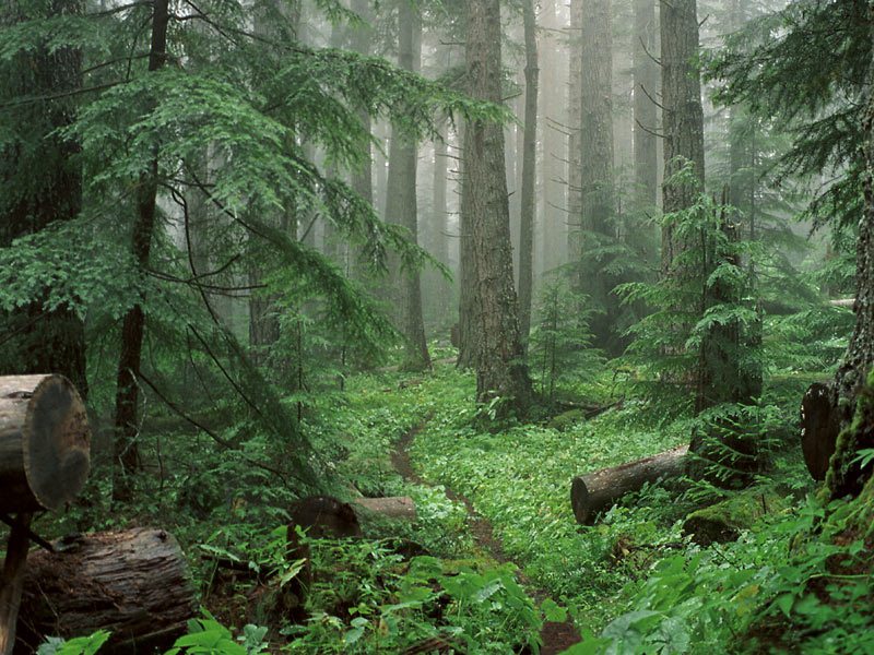 Through the Mist to Royal Basin, Olympic National Park, Washington.jpg
