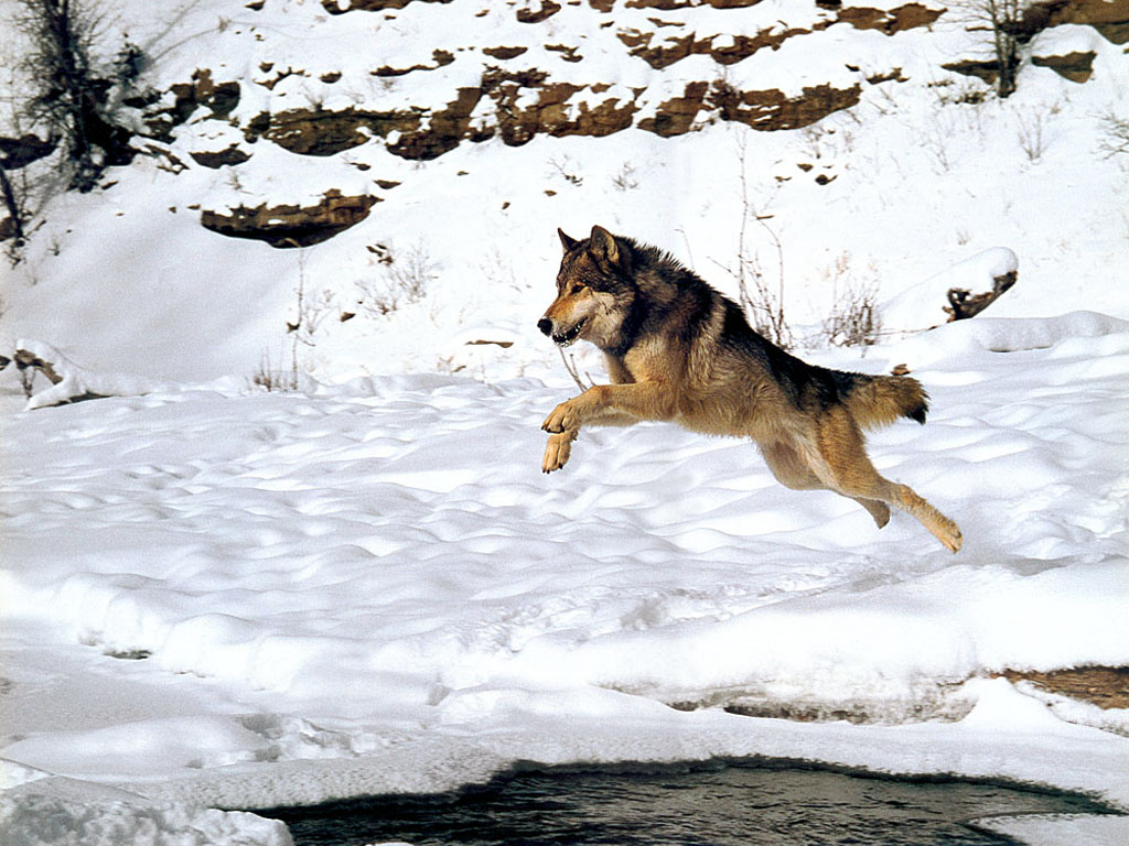 JLM-wolf 04.jpg