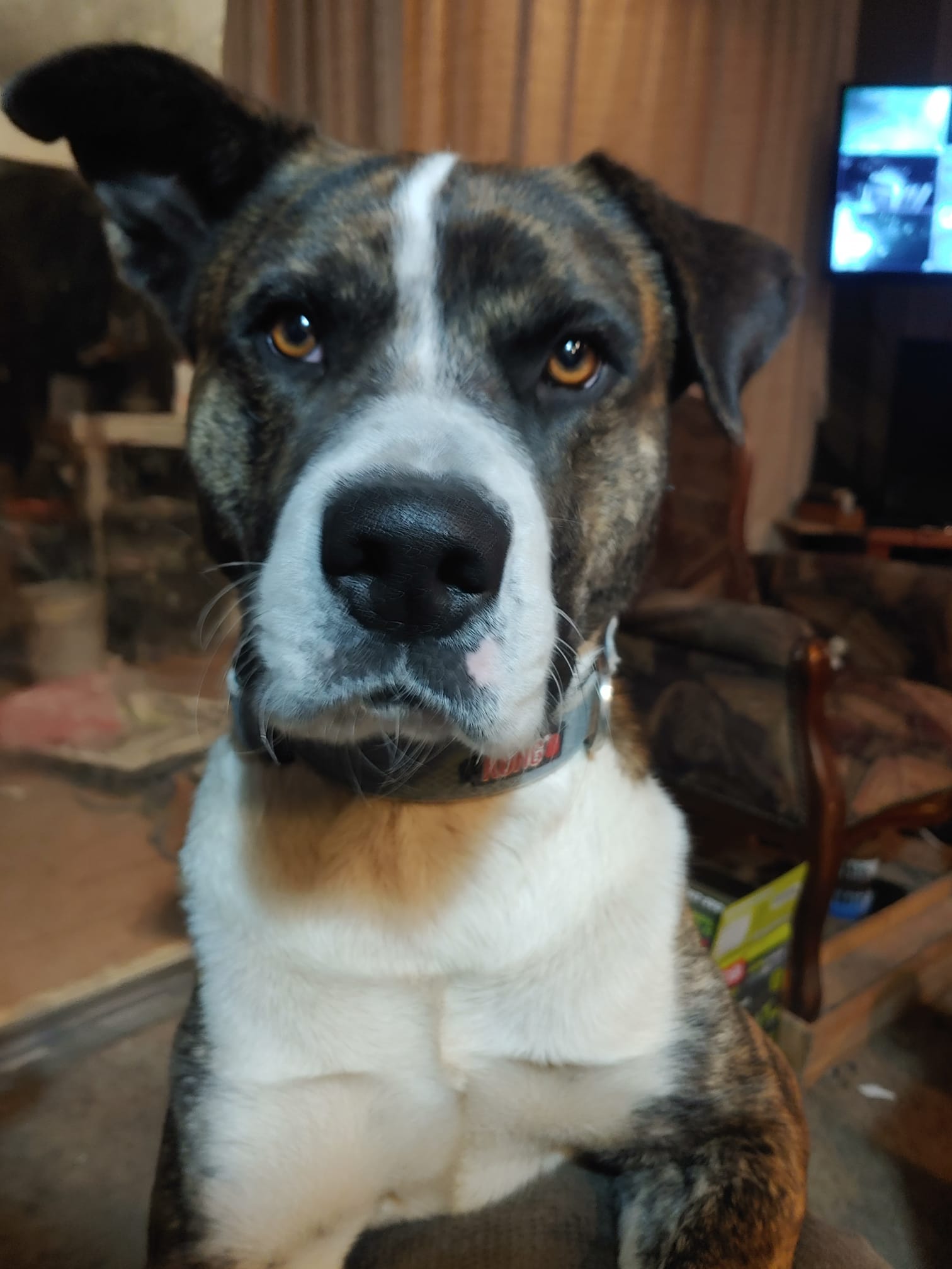Buddy close.jpeg