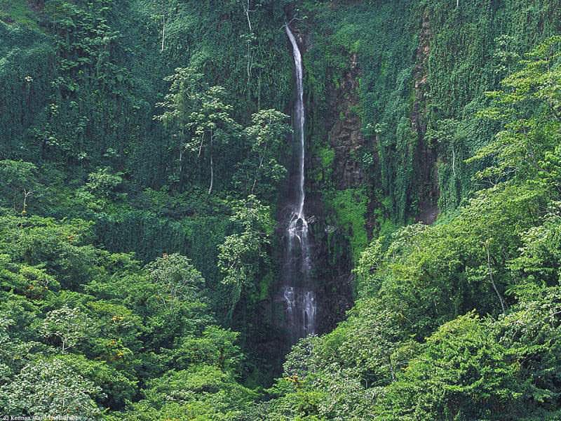 Lush Waters, Costa Rican Forest.jpg
